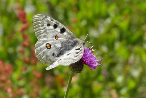 Réf. 213 411 : Parnassius apollo
